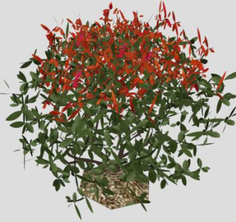观叶观赏植物SU模型下载_sketchup草图大师SKP模型