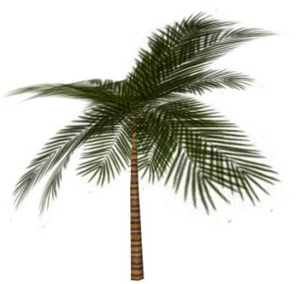 棕榈树热带植物SU模型下载_sketchup草图大师SKP模型