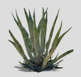 龙舌兰常绿草本植物SU模型下载_sketchup草图大师SKP模型