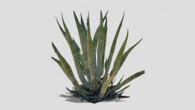 龙舌兰常绿草本植物SU模型下载_sketchup草图大师SKP模型