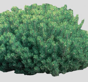 松树属植物SU模型下载_sketchup草图大师SKP模型