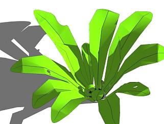 鸟巢蕨<em>蕨类植物</em>SU模型下载_sketchup草图大师SKP模型