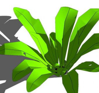 鸟巢蕨蕨类植物SU模型下载_sketchup草图大师SKP模型