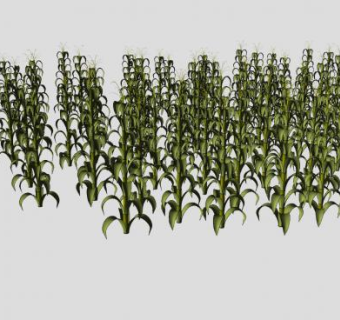 玉米田地植物SU模型下载_sketchup草图大师SKP模型