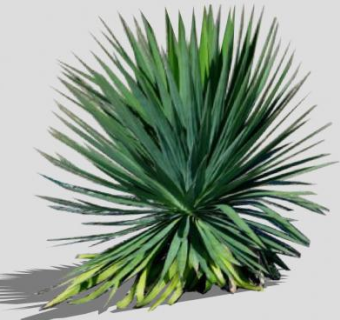 百合科丝兰属植物SU模型下载_sketchup草图大师SKP模型