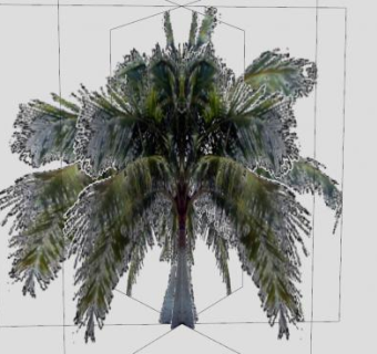 简易3D棕榈树SU模型下载_sketchup草图大师SKP模型