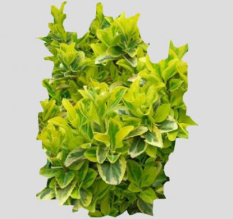 2D平面观叶植物SU模型下载_sketchup草图大师SKP模型