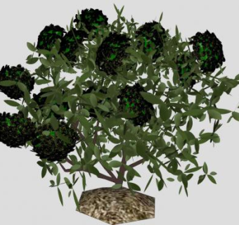 龙船花属植物SU模型下载_sketchup草图大师SKP模型