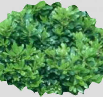 海桐花属植物SU模型下载_sketchup草图大师SKP模型