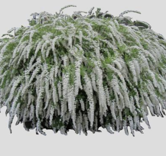 绣线菊属落叶灌木SU模型下载_sketchup草图大师SKP模型