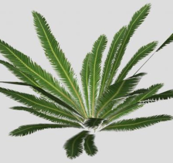 琉球苏铁常绿乔木SU模型下载_sketchup草图大师SKP模型