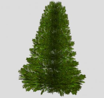 金钟柏植物SU模型下载_sketchup草图大师SKP模型