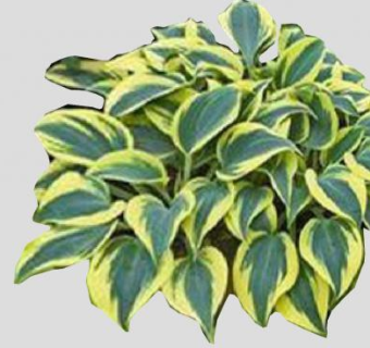 玉簪属观赏草本植物SU模型下载_sketchup草图大师SKP模型