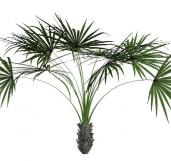 掌状叶棕榈科常绿乔木SU模型下载_sketchup草图大师SKP模型