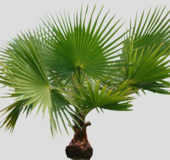 2D棕榈树SU模型下载_sketchup草图大师SKP模型