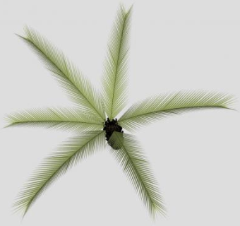 观赏乔木植物SU模型下载_sketchup草图大师SKP模型