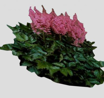 粉红色落新妇属植物SU模型下载_sketchup草图大师SKP模型