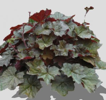 矾根属植物SU模型下载_sketchup草图大师SKP模型