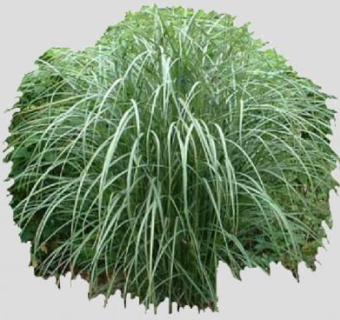 芒属多年生草本植物SU模型下载_sketchup草图大师SKP模型