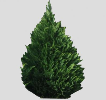 利兰柏树植物SU模型下载_sketchup草图大师SKP模型