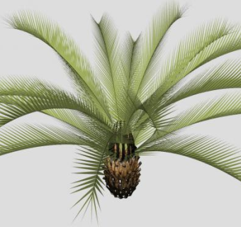 棕榈常绿植物SU模型下载_sketchup草图大师SKP模型