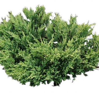 常绿灌木杜松SU模型下载_sketchup草图大师SKP模型