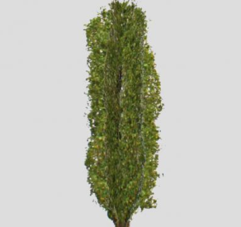 白杨植物物种SU模型下载_sketchup草图大师SKP模型