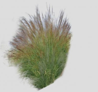 禾本科芒草植物SU模型下载_sketchup草图大师SKP模型