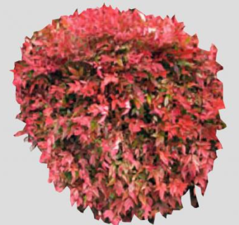 南天竹属植物SU模型下载_sketchup草图大师SKP模型