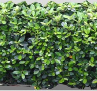 榕树树叶2D平面图SU模型下载_sketchup草图大师SKP模型