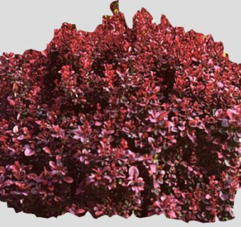 小檗属刺檗植物SU模型下载_sketchup草图大师SKP模型