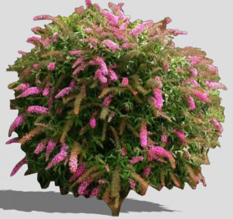 粉色开花灌木植物SU模型下载_sketchup草图大师SKP模型