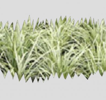 常绿草本植物麦冬SU模型下载_sketchup草图大师SKP模型