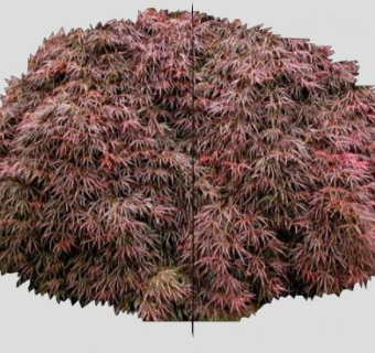 2D枫树树叶SU模型下载_sketchup草图大师SKP模型