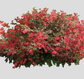 红色开花灌木植物SU模型下载_sketchup草图大师SKP模型