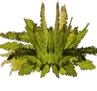 芦笋蕨类植物SU模型下载_sketchup草图大师SKP模型