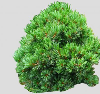 日本矮白松SU模型下载_sketchup草图大师SKP模型