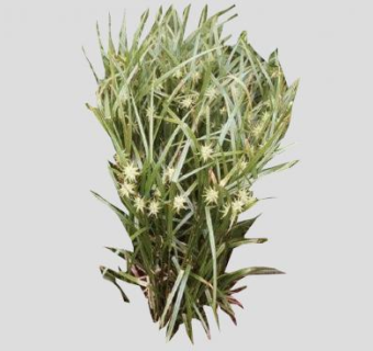 苔属植物SU模型下载_sketchup草图大师SKP模型