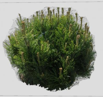 常绿松科植物SU模型下载_sketchup草图大师SKP模型