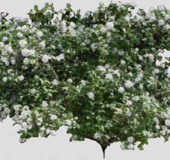 红蕾荚蒾落叶灌木植物SU模型下载_sketchup草图大师SKP模型