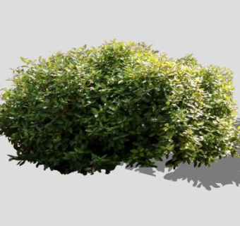 2D观叶灌木植物SU模型下载_sketchup草图大师SKP模型