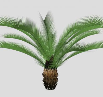 常绿棕榈科植物SU模型下载_sketchup草图大师SKP模型