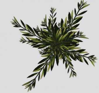 3D橄榄树枝SU模型下载_sketchup草图大师SKP模型