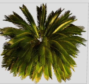 2D棕榈叶植物SU模型下载_sketchup草图大师SKP模型