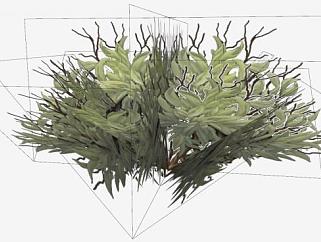 矮灌木植物SU模型下载_sketchup草图大师SKP模型