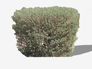 灌木常绿植物SU模型下载_sketchup草图大师SKP模型
