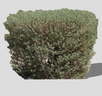 灌木常绿植物SU模型下载_sketchup草图大师SKP模型