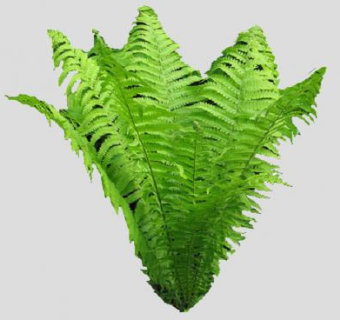 2D绿色蕨类植物SU模型下载_sketchup草图大师SKP模型