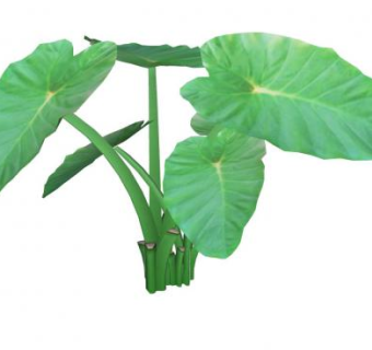 多年生块茎植物SU模型下载_sketchup草图大师SKP模型