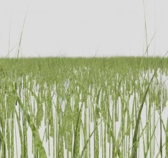 3D草地植物SU模型下载_sketchup草图大师SKP模型